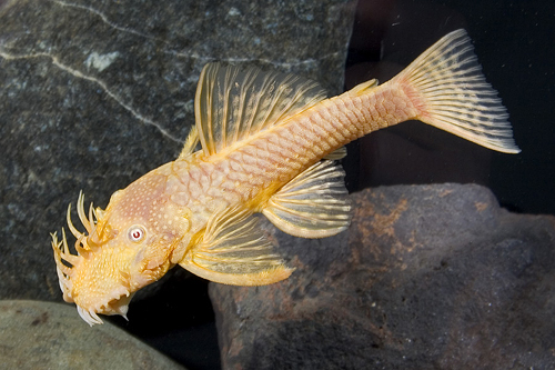 picture of Albino Bristlenose Pleco L144a Med                                                                   Ancistrus sp. 'l144a Albino'