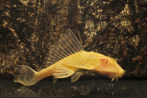 picture of Albino Gibbiceps Pleco L165 Reg                                                                      Pterygoplichthys gibbiceps 'l165 Albino'