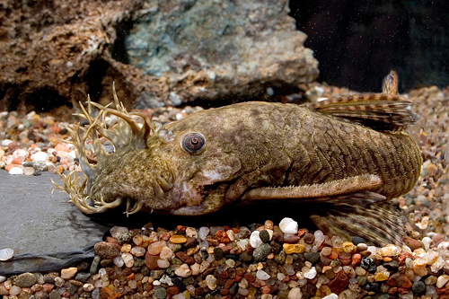 picture of Bristlenose Pleco L144a Florida Reg                                                                  Ancistrus sp. 'l144a'