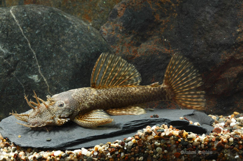 picture of Bristlenose Pleco L144a Florida Lrg                                                                  Ancistrus sp. 'l144a'