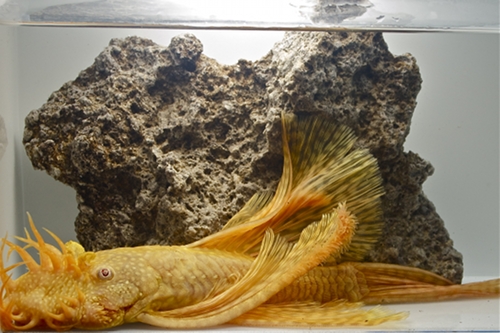 picture of Albino Longfin Bristlenose Pleco L144a Med                                                           Ancistrus temmincki