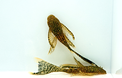 picture of Longfin Bristlenose Pleco L144a Reg                                                                  Ancistrus temmincki