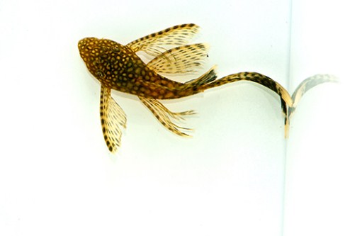 picture of Longfin Bristlenose Pleco L144a Med                                                                  Ancistrus temmincki