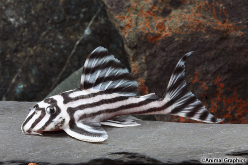 picture of Zebra Pleco L46 Tank Raised Lrg                                                                      Hypancistrus zebra 'l046'