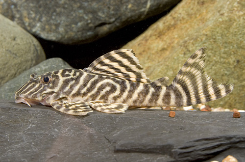 picture of Gold Royal Tiger Pleco L333 Tank Raised Reg                                                          Hypancistrus sp. 'l333'