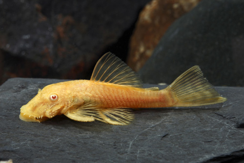 picture of Albino Bristlenose Pleco Florida Sml                                                                 Ancistrus temminckii 'Albino'