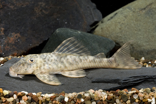 picture of Mottled Acanistrinae Pleco L127 Reg                                                                  Ancistrinae sp. l127