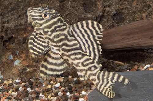 picture of King Tiger Pleco L066 Tank Raised Reg                                                                Hypancistrus sp. 'l066'