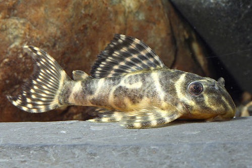 picture of Royal Tiger Pleco L333 Florida Sml                                                                   Hypancistrus sp. 'l333'