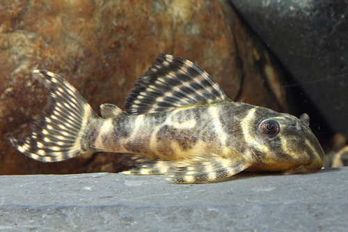 picture of Royal Tiger Pleco L333 Florida Reg                                                                   Hypancistrus sp. 'l333'