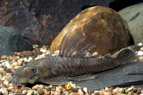 picture of White Seam Bristlenose Pleco L183 T.R. Med                                                           Ancistrus dolichopterus 'l183'