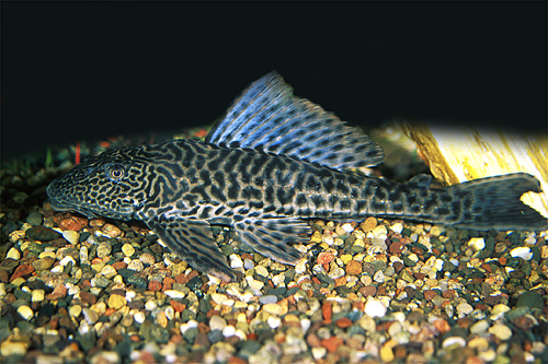 picture of Plecostomus Sml                                                                                      Liposarcus anisitsi