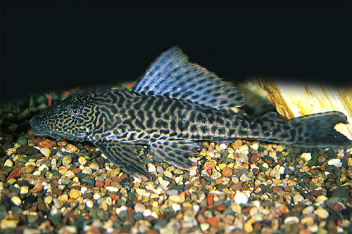 picture of Plecostomus Med                                                                                      Liposarcus anisitsi