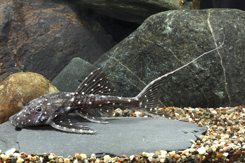 picture of Adonis Plecostomus L155 Tank Raised Med                                                              Acanthicus adonis 'l155'