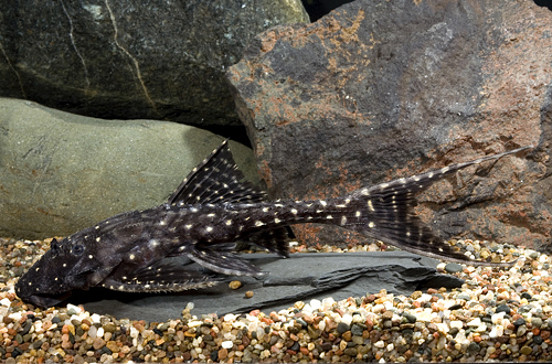 picture of Acanthicus Adonis Pleco L155 M/L                                                                     Acanthicus adonis 'l155'