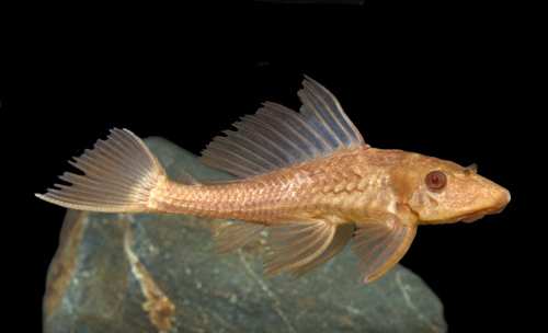 picture of Albino Chocolate Pleco M/L                                                                           Hypostomus plecostomus 'Albino'