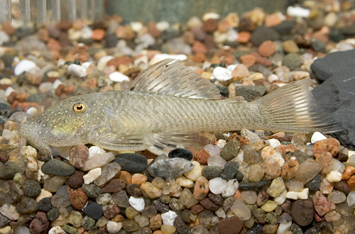 picture of Albinus Rubber Pleco L146a Sml                                                                       Chaetostoma thomsoni  'l146a'