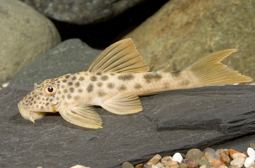 picture of Big Spot Pleco L163 Reg                                                                              Peckoltia sp. 'l163'