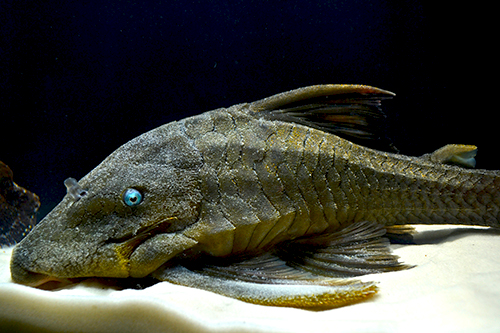 picture of Blue Eye Pleco Med                                                                                   Panaque cochliodon