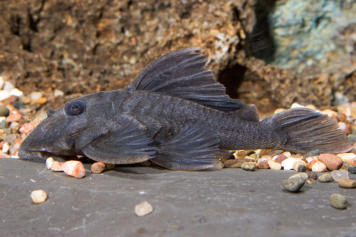 picture of Blue Panaque Pleco L239 Med                                                                          Baryancistrus beggini 'l239'