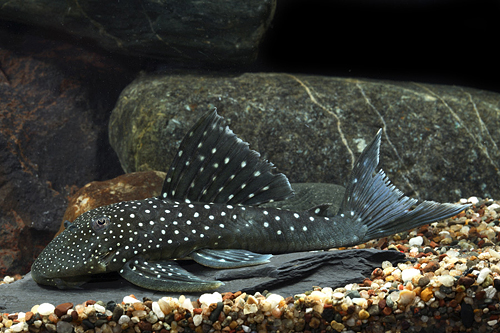 picture of Blue Phantom Pleco L128 Sml                                                                          Hemiancistrus sp. 'l128'