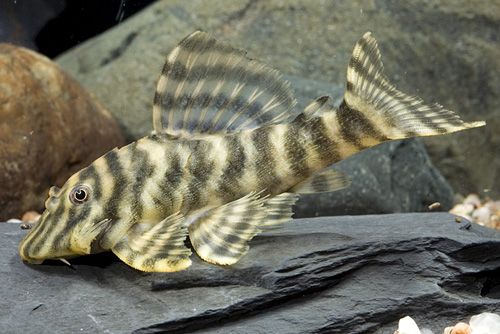 picture of Brown Zebra Pleco L271 Reg                                                                           Panaquolus sp. 'l271'