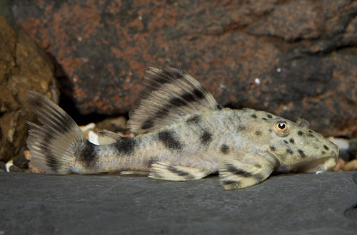 picture of Bumblebee Pleco L015 Sml                                                                             Peckoltia vittata 'l015'