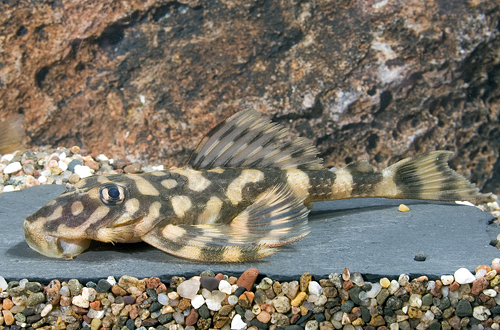 picture of Butterfly Pleco L52 Reg                                                                              Lithoxus sp. 'l052'