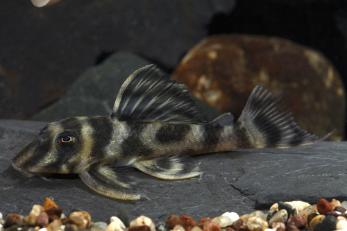 picture of Colombian Zebra Pleco L199 Reg                                                                       Hypancistrus furunculus 'l199'