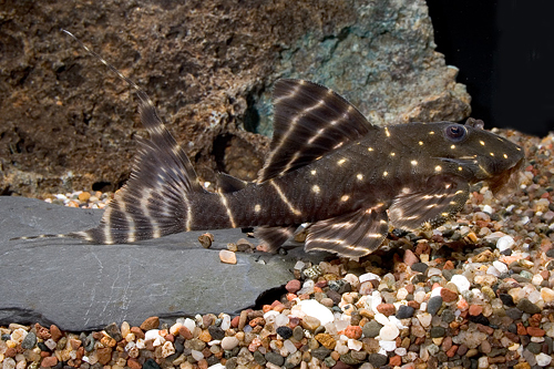 picture of Emperor Pleco L204 Sml                                                                               Panaqolus albivermis 'l204'