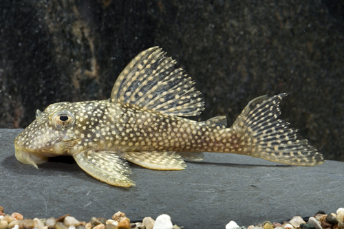 picture of Gold Angelicus Pleco L028 M/L                                                                        Peckoltia angelicus 'l028'