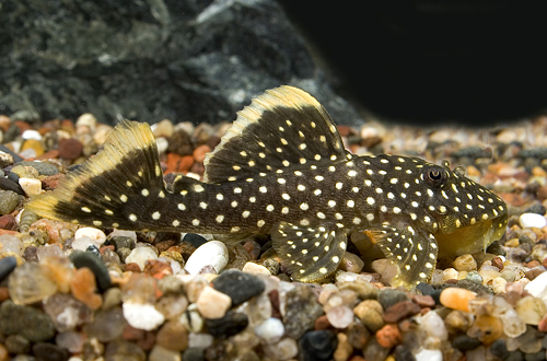 picture of Gold Nugget Pleco L018 Sml                                                                           Baryancistrus xanthellus 'l018'