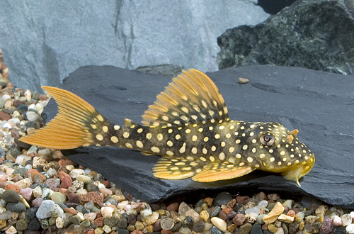 picture of Golden Pleco L014 Lrg                                                                                Scobiancistrus aureatus 'l014'