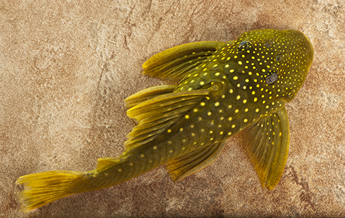 picture of Green Phantom Pleco L200 Sml                                                                         Hemiancistrus subviridis 'l200'