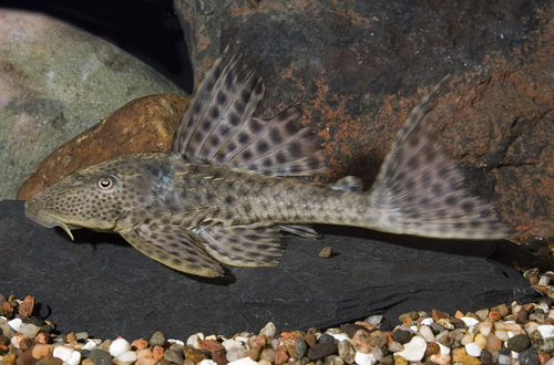 picture of Hypostomus Pleco L109 Sml                                                                            Hypostomus plecostomus 'l109'