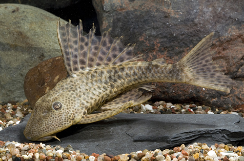 picture of Hypostomus Pleco L109 Lrg                                                                            Hypostomus plecostomus 'l109'