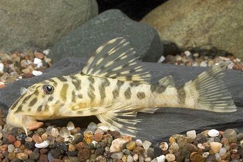 picture of Leopard Frog Pleco L134 Reg                                                                          Peckoltia vittata 'l134'