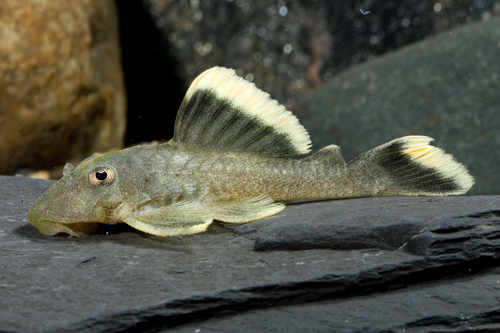 picture of King Pleco L047 Reg                                                                                  Baryancistrus chrysolomus 'l047'