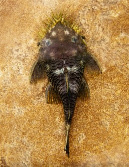 picture of Medusa Pleco L034 Reg                                                                                Ancistrus ranunculus 'l034'