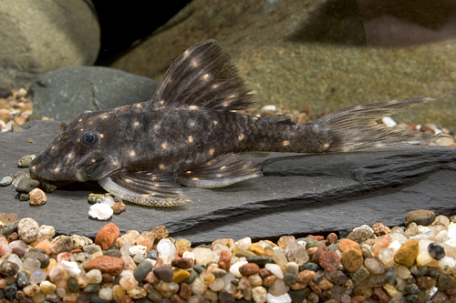 picture of Mustard Spot Pleco LDA31 Reg                                                                         Panaque albomaculatus 'lda31'