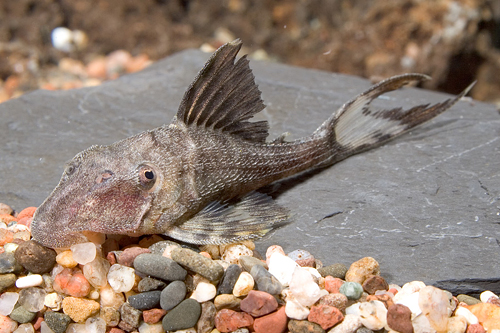 picture of Papa Lyretail Pleco L090 Sml                                                                         Panaque sp. 'l090'