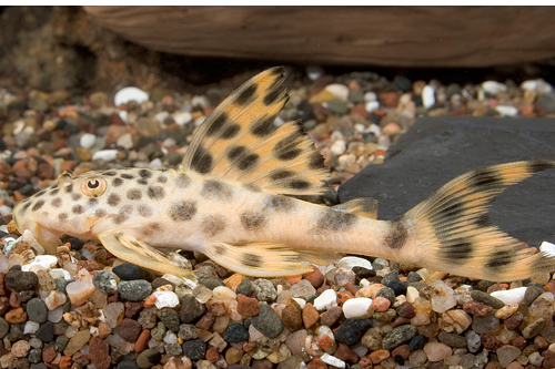 picture of Para Pleco L075 Med                                                                                  Hemiancistrus sabaji 'l075'