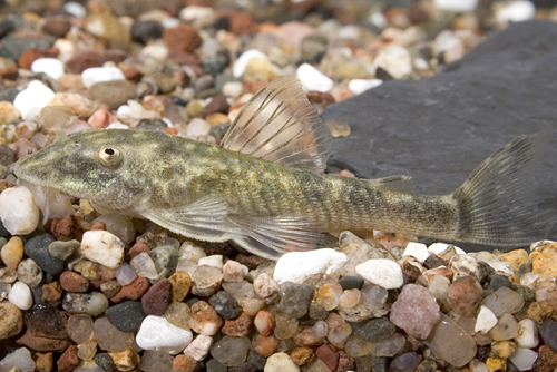 picture of Pitbull Pleco LDA25 Sml                                                                              Parotocinclus jumbo 'lda25'