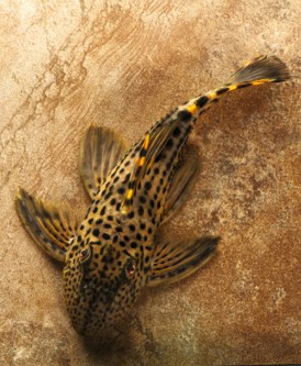 picture of Redfin Blackspot Pleco L091 Reg                                                                      Leporacanthicus triactis 'l091'