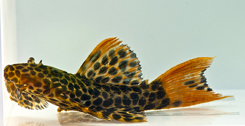 picture of Redtail Sternella Pleco L114 M/L                                                                     Pseudacanthicus cf. leopardus 'l114'