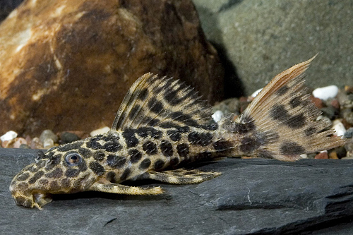 picture of Redtail Sternella Pleco L114 Lrg                                                                     Pseudacanthicus cf. leopardus 'l114'