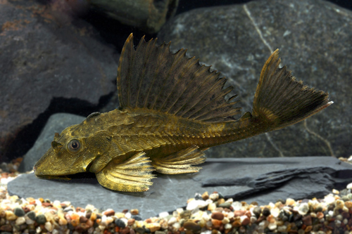 picture of Rhino Pleco Sml                                                                                      Pterygoplichthys scrophus