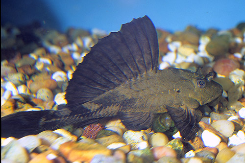 picture of Rhino Pleco M/S                                                                                      Pterygoplichthys scrophus