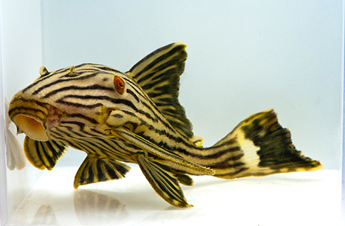 picture of Royal Pleco L191 Reg                                                                                 Panaque nigrolineatus 'l191'