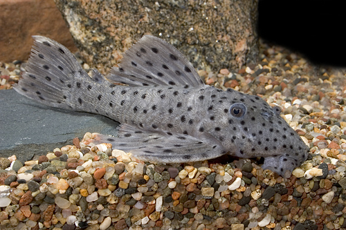 picture of Sultan Pleco L264 Sml                                                                                Leporacanthicus joselimai 'l264'